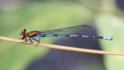 Argia oenea.jpg